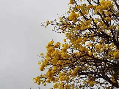 Chuva ameniza calorão e melhora umidade do ar no primeiro domingo da primavera
