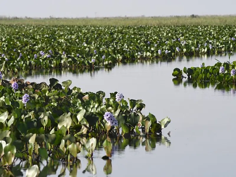 ICMS Ecológico: Governo de MS divulga índices da participação dos municípios para 2025