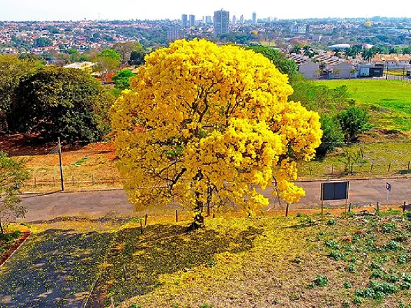 Como será o clima durante a primavera em Mato Grosso do Sul?