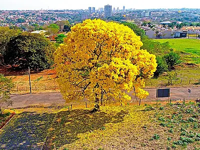 Como será o clima durante a primavera em Mato Grosso do Sul?