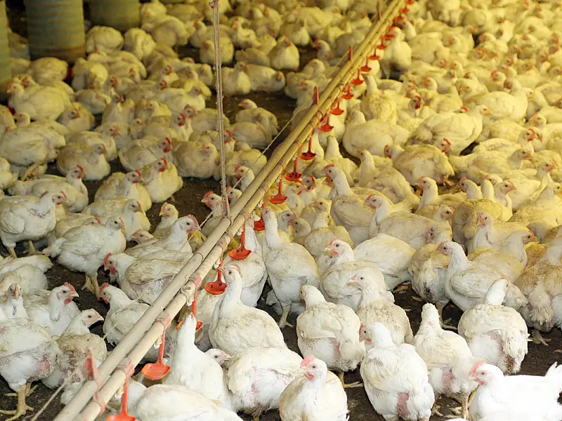 China lidera compras de produtos brasileiros do agronegócio
