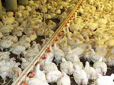 China lidera compras de produtos brasileiros do agronegócio