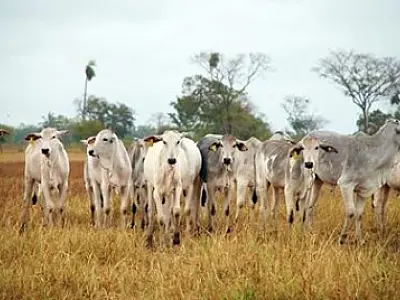 Produtores de carne orgânica do Pantanal celebram acordo com mercado italiano