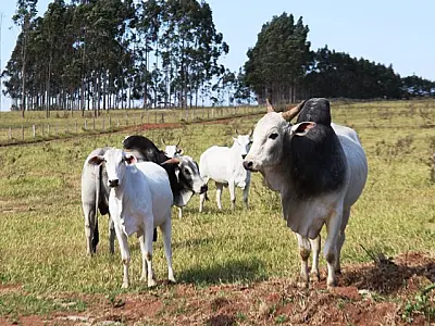 Atenção: pecuaristas devem atualizar cadastro de rebanhos na Iagro até o dia 30 de novembro