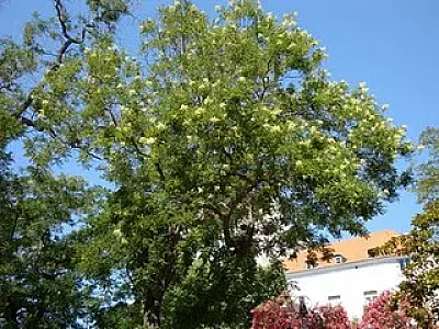 Meio Ambiente: prefeitura lança projeto "Vista Verde"