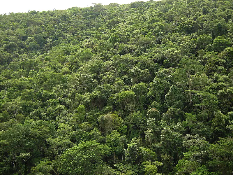 Código Florestal: líderes e ministros tentam novo acordo