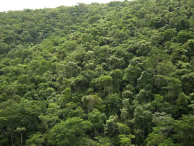 Código Florestal: líderes e ministros tentam novo acordo