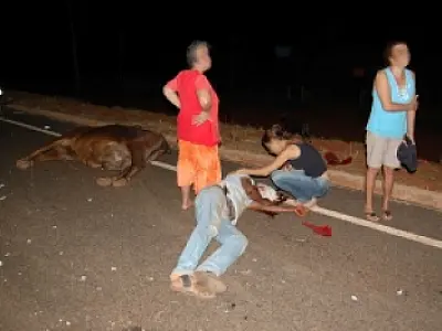 Acidente no município de Angélica deixa motociclista ferido e vaca morta