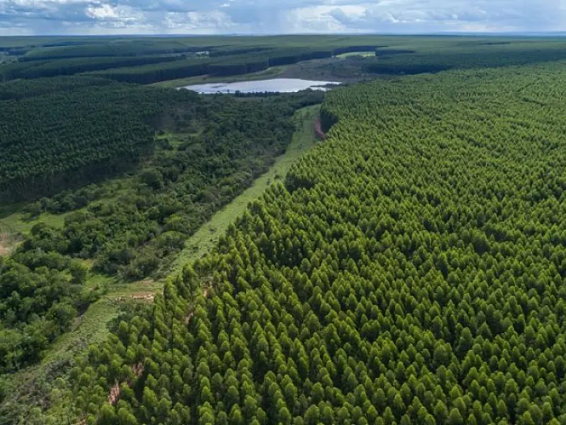 Prestes a se tornar novo polo da celulose em MS, Inocência recebe estudo para nortear crescimento