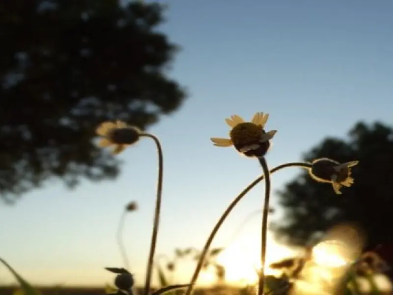 Quinta-feira de refresco nas temperaturas em grande parte de Mato Grosso do Sul 
