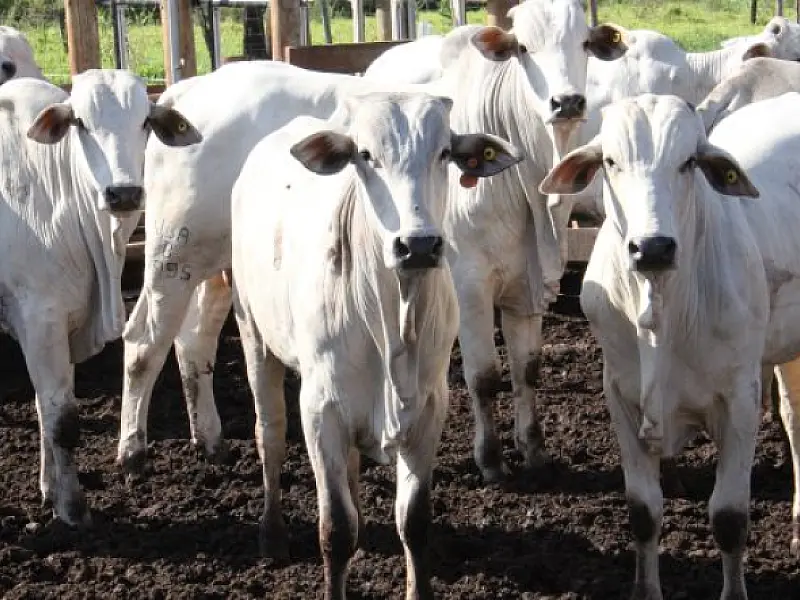 Governo aposta no ‘Precoce MS’ para atrair mercado com carne diferenciada