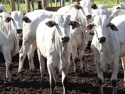 Governo aposta no ‘Precoce MS’ para atrair mercado com carne diferenciada