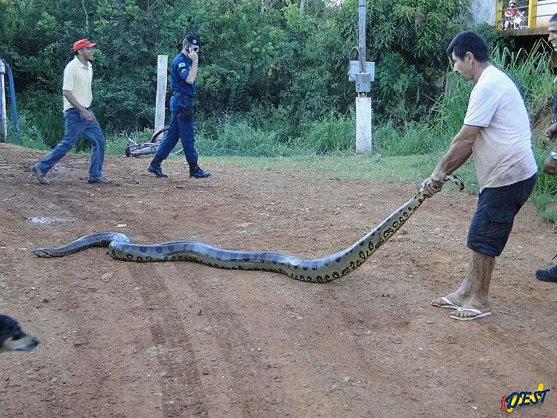 Sucuri ataca cachorro na beira de rio em MS