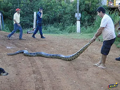 Sucuri ataca cachorro na beira de rio em MS