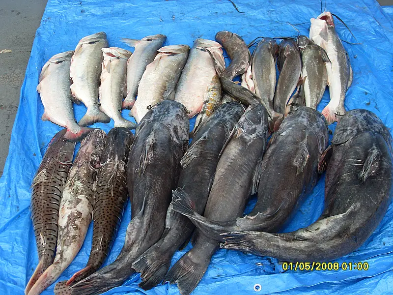 PMA prende paulista com 95 kg de pescado ilegal