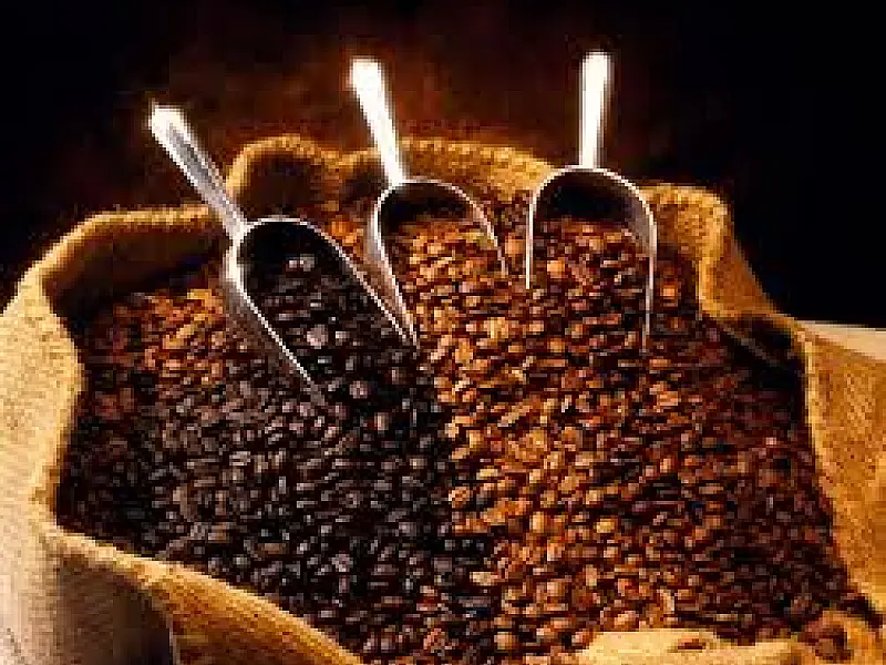 Cultivo de café é alternativa para pequenos produtores em MS