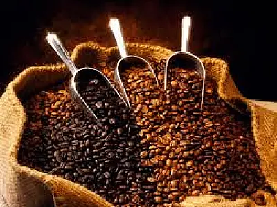 Cultivo de café é alternativa para pequenos produtores em MS