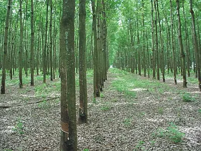 MS pode plantar 25 milhões de seringueiras até 2020