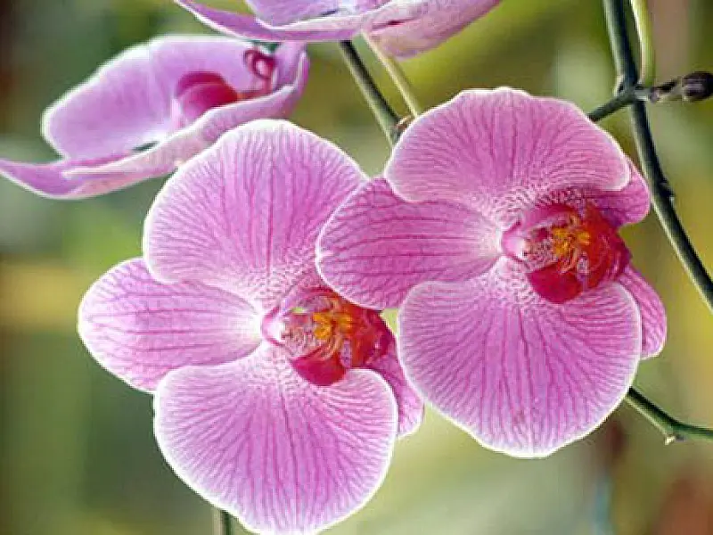 Curso ensina cultivo de orquídeas em Chapadão do Sul