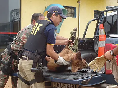 PRF socorre Lobo Guará atropelado em Rodovia