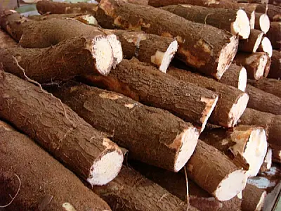 Parceria com Embrapa dobra produção de mandioca