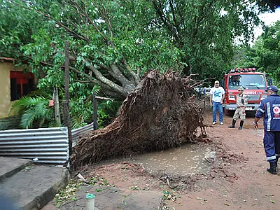 Forte chuva arranca árvores em bairros de Coxim