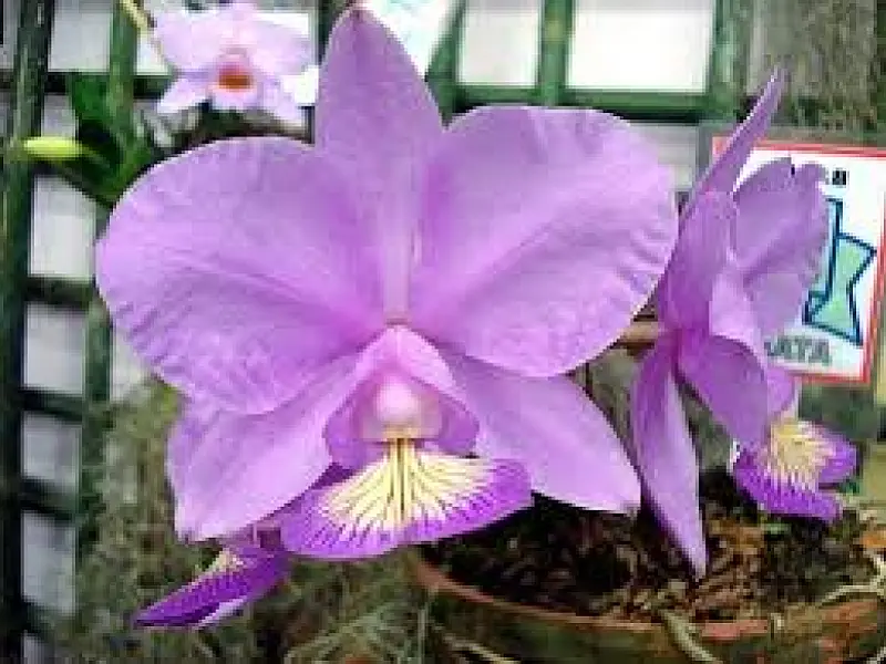 Projeto quer tornar a orquídea lilás a "flor símbolo" de MS