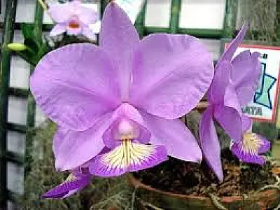 Projeto quer tornar a orquídea lilás a "flor símbolo" de MS
