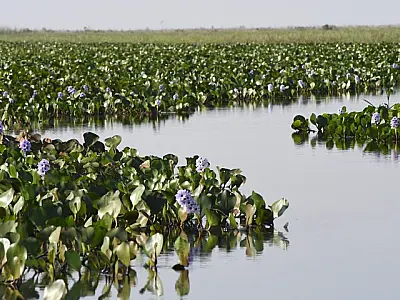 Mato Grosso do Sul na COP30: