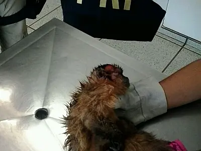 Macaco prego atropelado é resgatado pela PRF