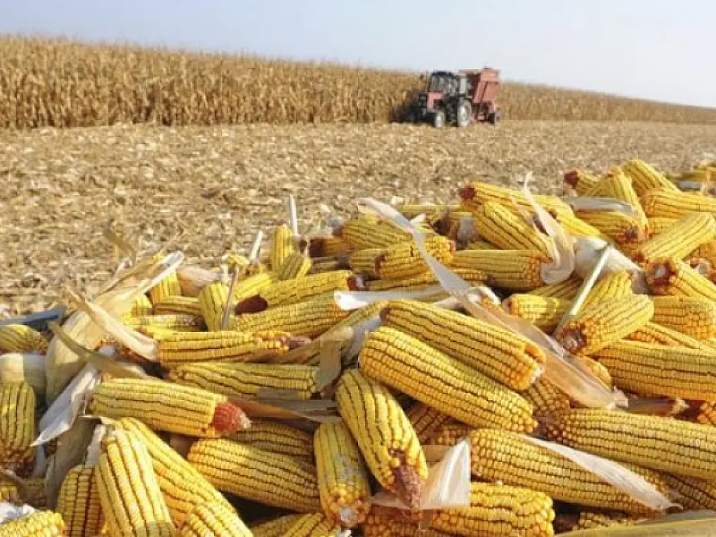 MS no Campo destaca o crescimento de 17.85% do Valor Bruto da Produção Agropecuária (VBP) de 2022
