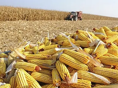 MS no Campo destaca o crescimento de 17.85% do Valor Bruto da Produção Agropecuária (VBP) de 2022
