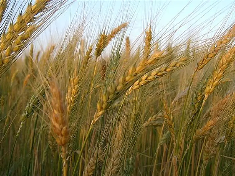 MS quer oficializar seu ingresso em leilões de trigo