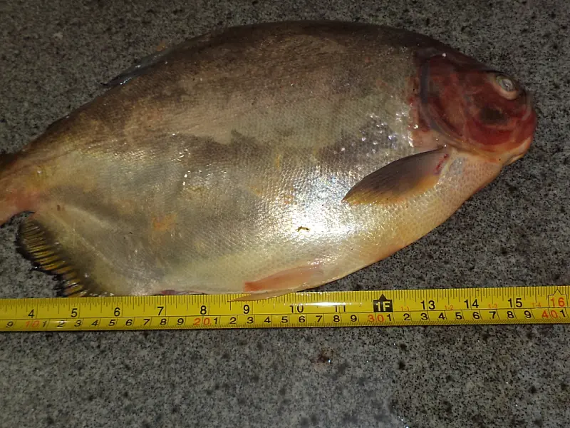 Três pescadores são autuados por pesca predatória e pesca sem licença em MS