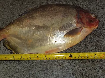 Três pescadores são autuados por pesca predatória e pesca sem licença em MS