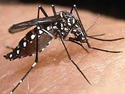 Em MS, mosquito da dengue pode transmitir nova virose