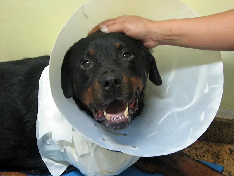 Morre cão que foi arrastado por carro em SP