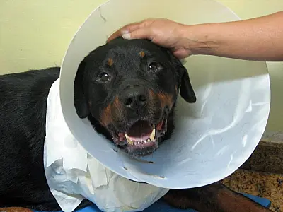 Morre cão que foi arrastado por carro em SP