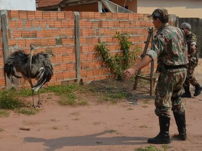 PMA captura ema em quintal de residência em Coxim