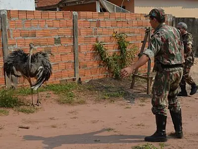 PMA captura ema em quintal de residência em Coxim