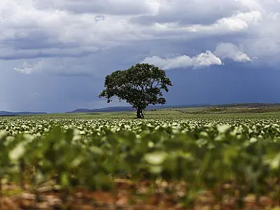 Soja responde por 16% das exportações brasileiras no semestre