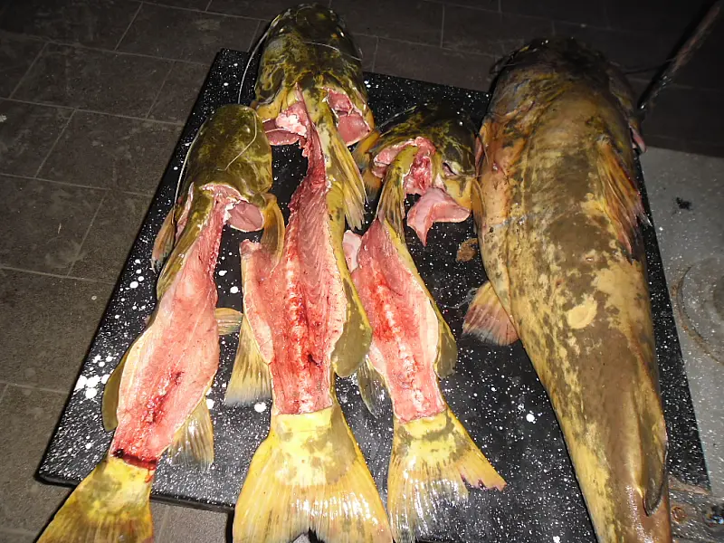 PMA encontra peixe capturado ilegalmente pendurado em varal