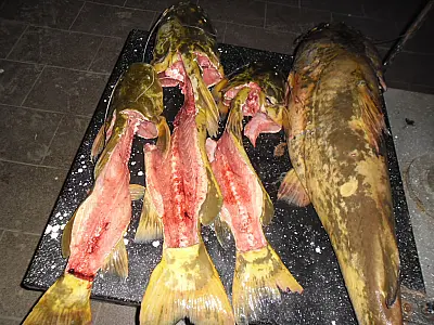 PMA encontra peixe capturado ilegalmente pendurado em varal