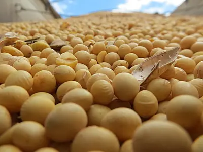 Com redução dos EUA, Brasil se torna maior produtor mundial de soja