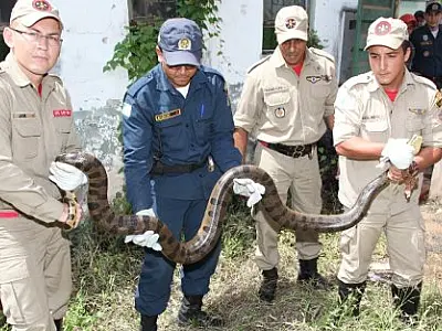 Sucuri de aproximadamente 3 metros é encontrada por morador em Coxim