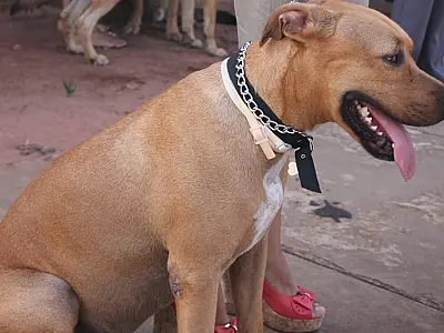 Luta pelo tratamento de leishmaniose em cães tem avanços, mas ainda há muito o que melhorar