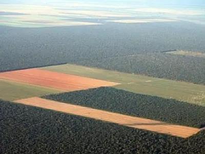 Perda de habitat deve acelerar extinção na Amazônia