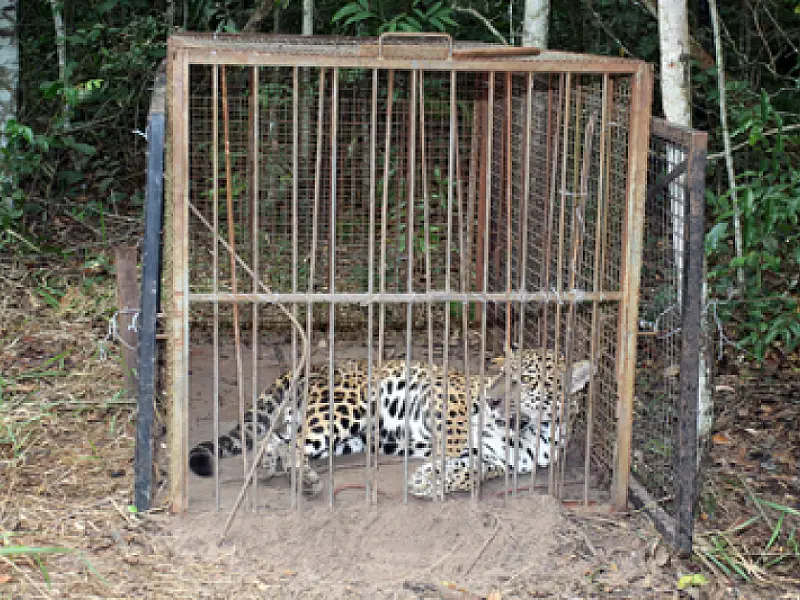 Onça do CRAS tem novo habitat