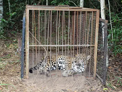 Onça do CRAS tem novo habitat