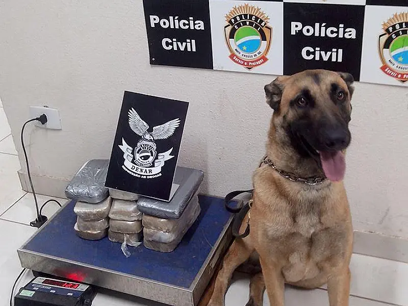 Cão farejador ajuda Denar a encontrar droga escondida em veículo da Capital